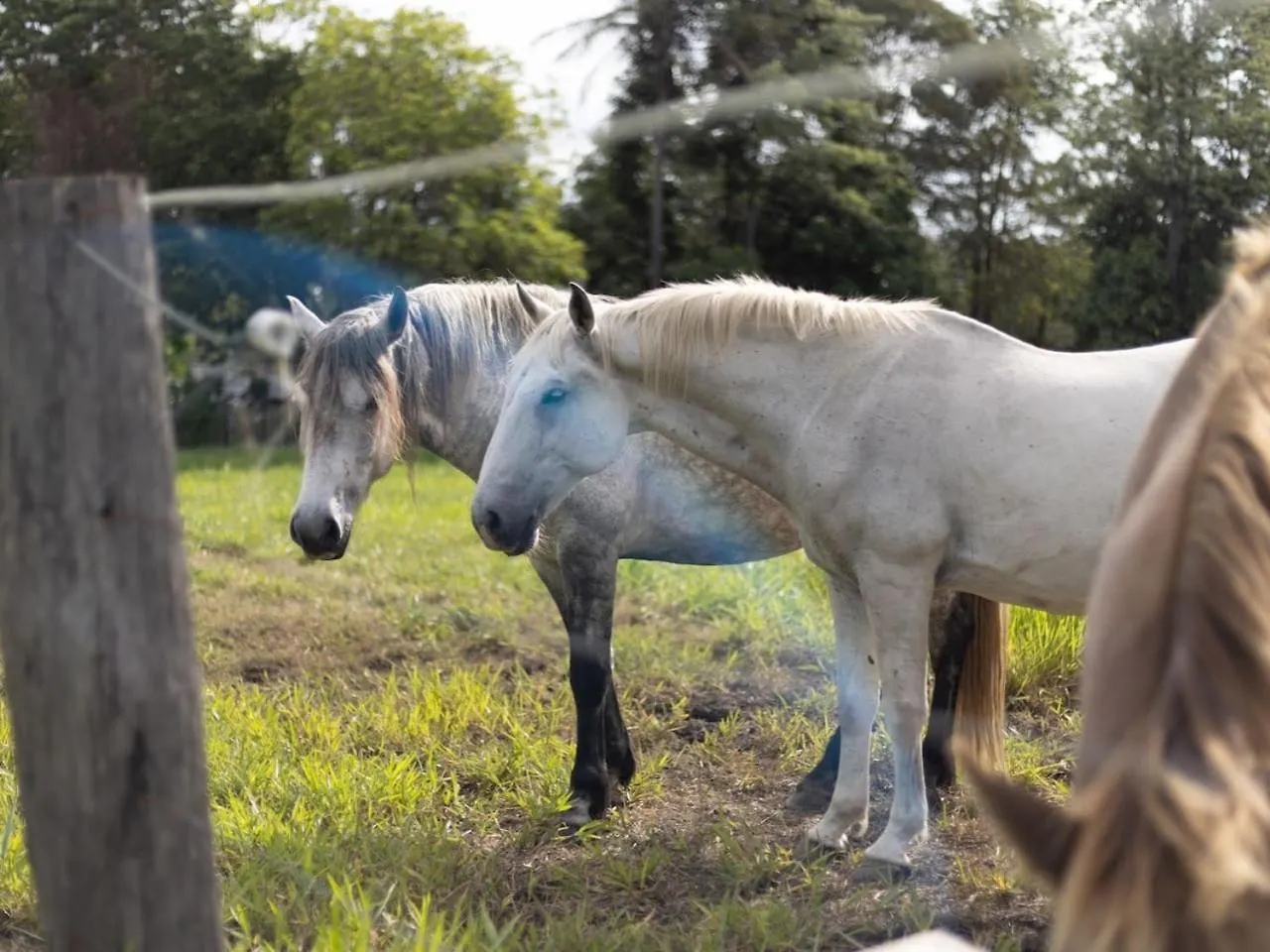 6 Bed Equine Countryside Paradise At Moggill